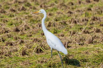 稲刈りの後エサを探すサギ