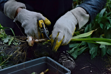The gardener takes care of the flower bulbs.  Garden pruning shears are yellow.  Hands with gloves....