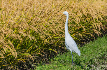 稲刈りの後エサを探すサギ
