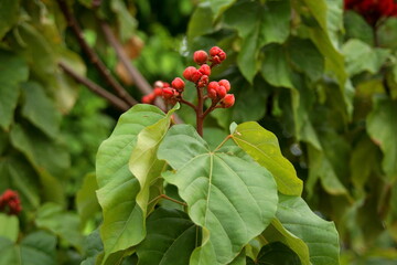 Dark red buds on branch and green leaves of achiote tree or annatto tree and blur background. 