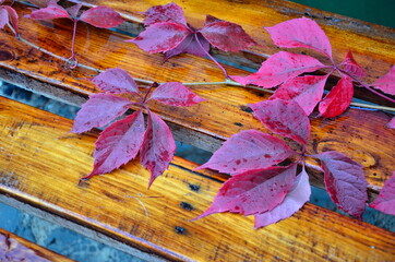 Beautiful red leaves lie on a wet bench in autumn. A sprig of wild grapes. Tree structure. Wet...