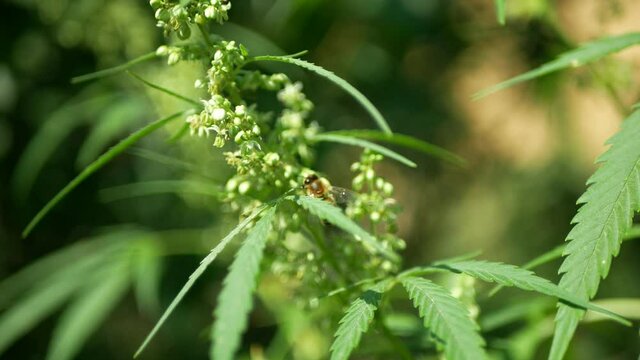 Bees pollination cannabis hemp detail close-up field, pollinates collect nectar honey farm bio organic farming, agriculture flower blossoming blossom plant, seeds big bud with pistils leaf medicinal