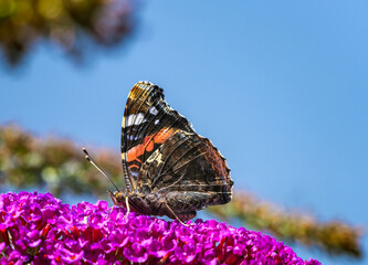 Admiral butterfly collecting nectar at a budleja blossom