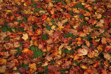 Sonnige rote Ahornblätter auf grünem Grasboden im Herbst