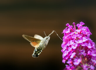 Hummingbird hawk-moth flying to a budleia flower