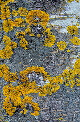 Vertical background of tree bark and moss.  Yellow fungus moss on an old tree.  Beautiful wildlife.Bark texture.
