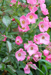 Musk rose with pink flowers on a flowerbed in a park, selective focus, vertical orientation.