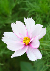 White-pink cosmos flower among greenery on a flowerbed in a park, selective focus, vertical orientation.