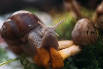Snail wildlife 