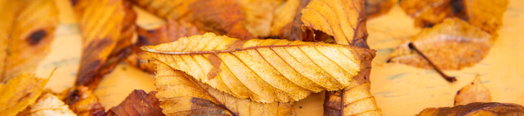 banner with autumn leaves, background