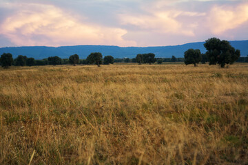 Apulian countryside in the plain of Fasano's centuries-old olive trees