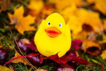 Rubber duck in the leaves, autumn, background