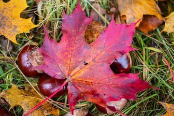 leaves as background for autumn with autumn leaves, background