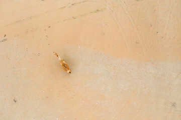 View from above, stunning aerial view of a camel walking on the desert in Dubai, United Arab Emirates.