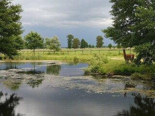 lake in the forest