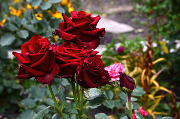 Red rose. A bouquet of bright dark red maroon roses. Dark mysterious velvety petals.