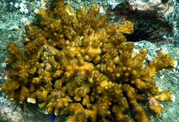 Costa Rica Pacific sea life