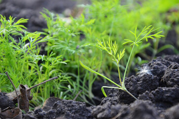 Young sprout of dill. Autumn seedlings. Planting greenery in the garden. Organic healthy food products. Macro mode