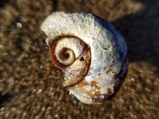 Sea shell