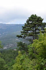 Obraz premium Beautiful pine trees on the background of a high mountain