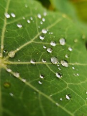 Water drops on leaf