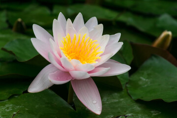 Delicate pink water lily flower in the pond.