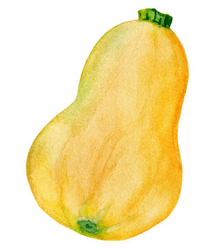 Nice orange pumpkin. Winter squash harvest. Autumn watercolor gourd vegetable isolated on white background.