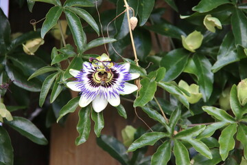 White, purple and yellow flower head of the passiflora passionfl