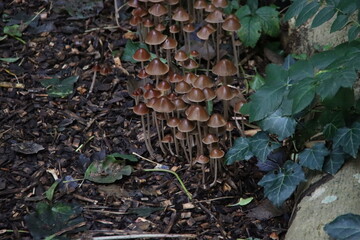 Psathyrella conopilus fungi with brown pointed head