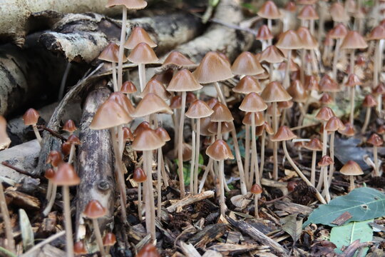Psathyrella conopilus fungi with brown pointed head
