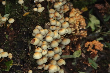 sulphur tuft mushroom also known as Hypholoma fasciculare