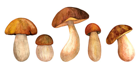 Watercolor porcini set isolated on white background. Edible mushroom object. Autumn season for mushroom hunting. Hand drawn illustration