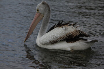 group of pelicans close up, Australia, Down under