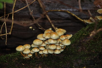 sulphur tuft mushroom also known as Hypholoma fasciculare