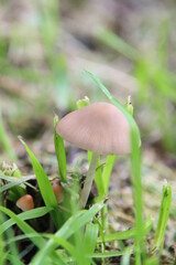 shaggy ink cap or lawyers wig (Coprinus comatus) common fungus in the grass