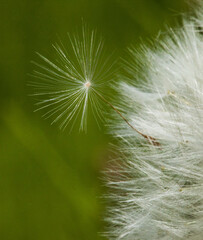 Fototapeta premium Dandelion fluff in flight. Close-up. Marco photo. Close up of a dandelion head with fluff.