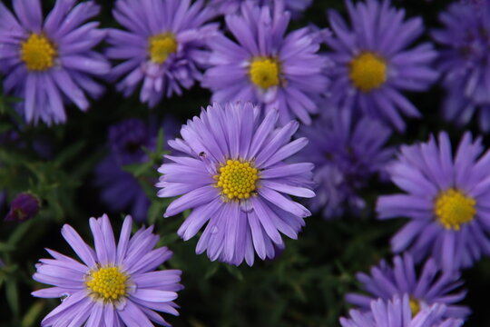Aster dumosus 'Lady in Blue' with raindrop