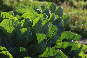 fields filled with Brussel sprouts green plants in Zevenhuizen