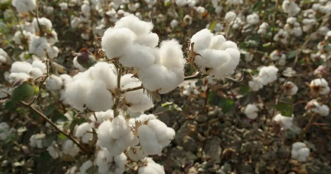 Cotton field, close-up of a cotton Bush swaying in the wind, ready for harvest. Cotton plantation . 4K video