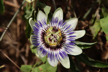 Flowerhead of the purple, white and blue passionflower or passiflora