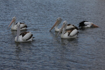group of pelicans close up, Australia, Down under