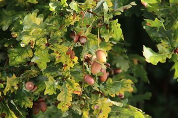 sunlight illuminates the leaves and the brown acorn