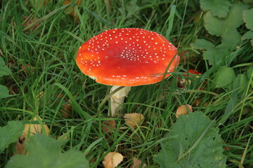 fly agaric or Amanita Muscaria during the autumn season