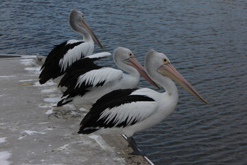 group of pelicans close up, Australia, Down under