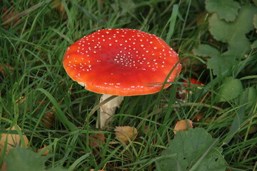 fly agaric or Amanita Muscaria during the autumn season