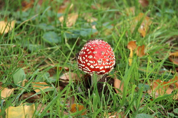 fly agaric or Amanita Muscaria during the autumn season