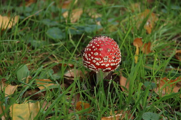 fly agaric or Amanita Muscaria during the autumn season