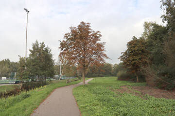 Sunlight illluminates the yellow, orange and brown leaves