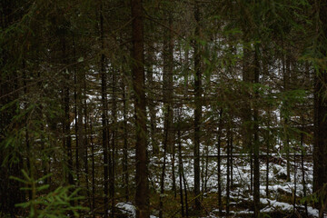 Late autumn forest landscape