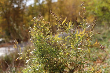 flowers in the forest